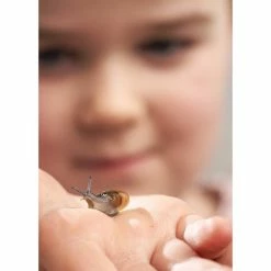 Coupon 🔥 My Living World Snail Kit ❤️ -Hobbycraft Shop 603276 1000 4 my living world snail kit