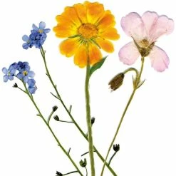 Outlet 🥰 My Living World - Instant Flower Press 😉 -Hobbycraft Shop 606724 1000 4 my living world instant flower press