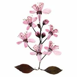 Outlet 🥰 My Living World - Instant Flower Press 😉 -Hobbycraft Shop 606724 1000 6 my living world instant flower press