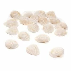 Top 10 ✔️ Hobbycraft Natural Craft Shells 20 Pack ⭐
